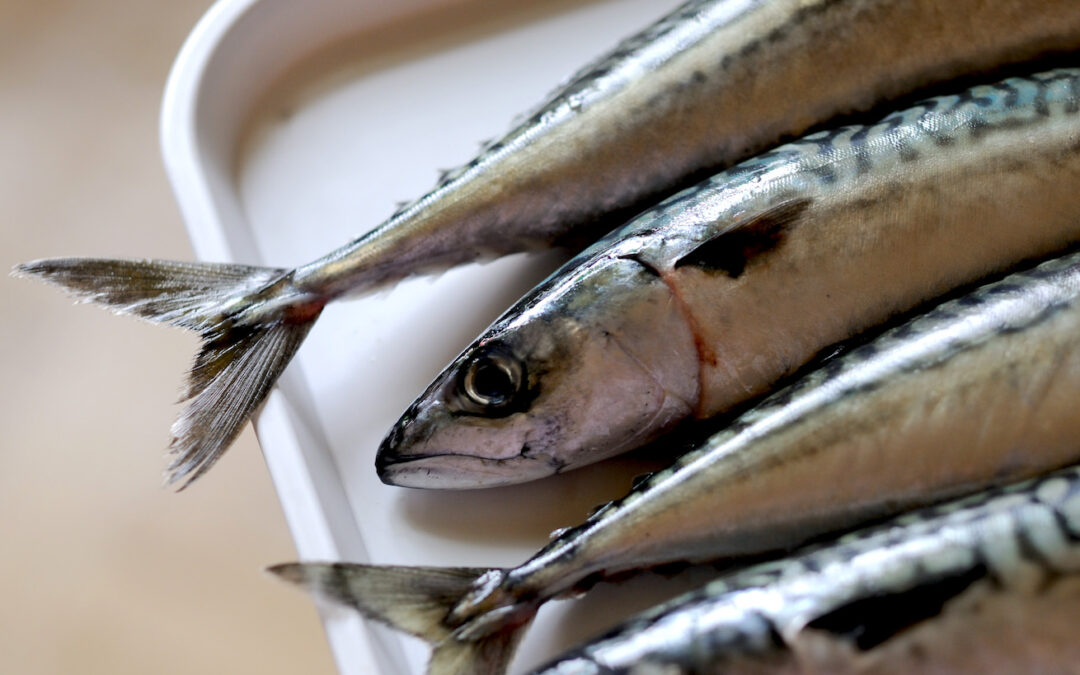 Trancio di sgombro al cartoccio di pasta con verdure marinate