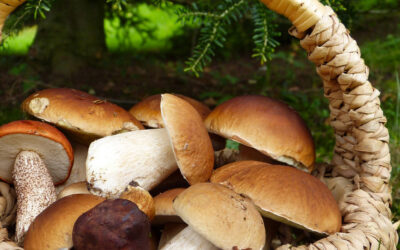 Funghi in sicurezza: alcune semplici regole per riconoscerli, raccoglierli e conservarli